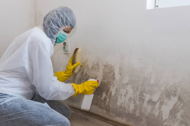 Best Attic Mold Removal  in , UT